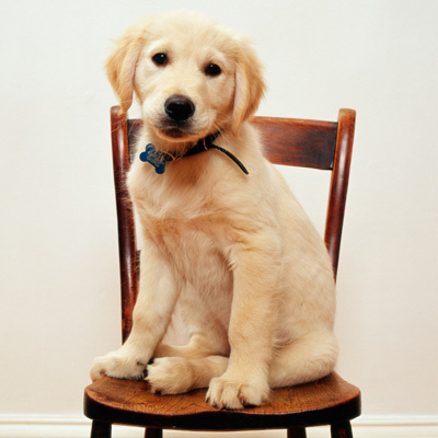 ����ʳƷ�z�y