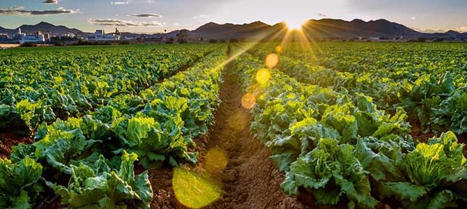 良好農業規范認證 良好農業規范認證